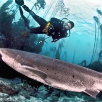 divingwithdinosaurs