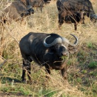 What is the Big Five?