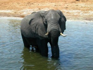 botswana2