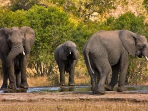 kruger