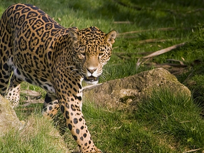 SearchingForJaguarsInParaguay2