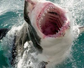 Great White Shark