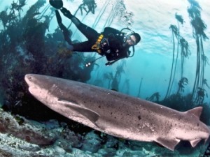 divingwithdinosaurs
