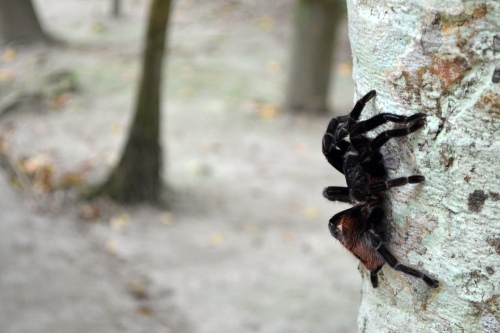 Tikal Tarantula