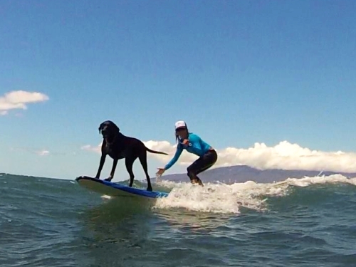 Surfing_Dog_Maui_Surfer_Girls1
