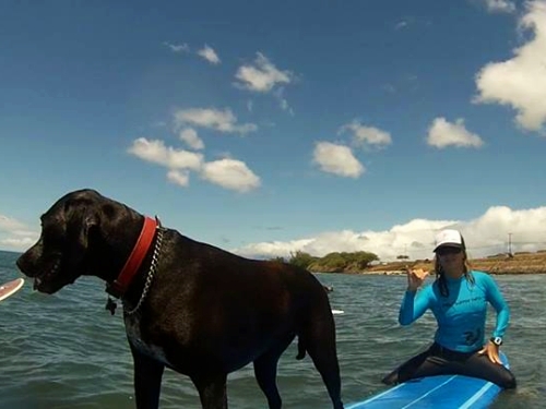 Luna_the_surfing_dog_maui_surfer_girls2