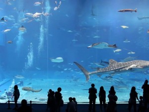 Video: Addicting Aquarium