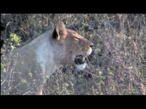 Video: Wonder What It’s Like To Safari In Botswana?